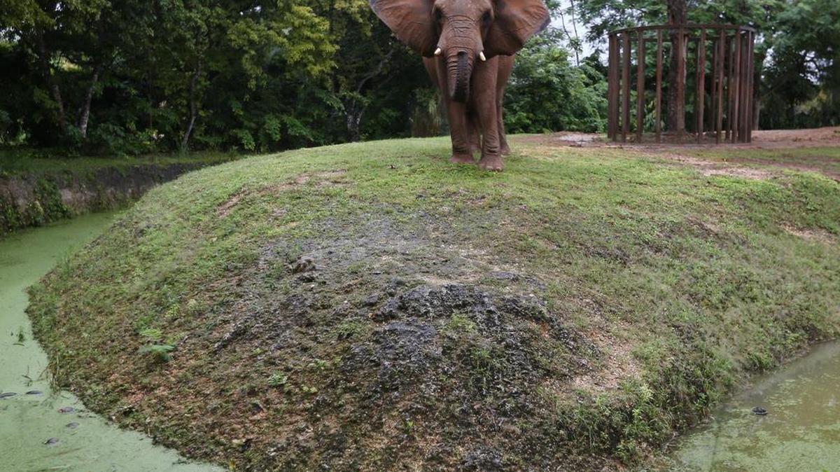 The usually dry moat around the elephant exhibit is full of water as Zoo Miami closes on Monday, Dec. 7, 2015, to cope with major flooding.