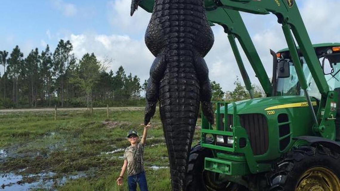 This nearly 15-foot long gator was killed in Florida. Outwest Farms says it’s the largest they’ve killed in the wild.