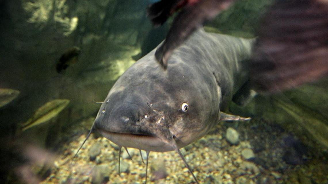 Who knew catfish could fly? Not quite, but a woman says she was struck by one as she was walking down a Philadelphia street. Witnesses say a bird may have dropped its meal.