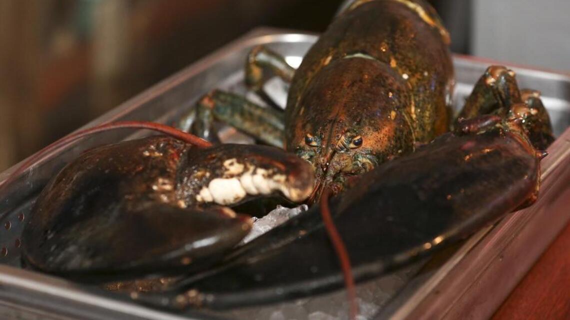 105-year-old lobster saved from dinner table and heads back to Maine
