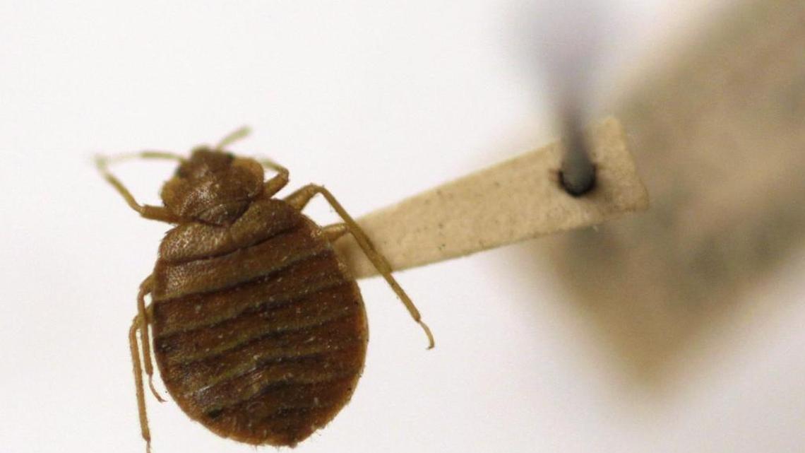 A woman trying to exterminate bedbugs accidentally set fire Friday to a Cincinnati home.
