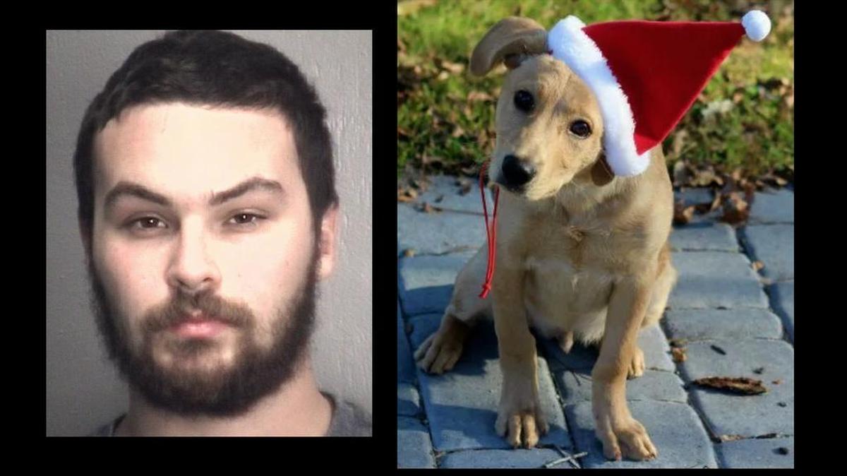 Christopher Simpson, left, was charged with felony animal cruelty in the death of his girlfriend’s dog, Axel, right.