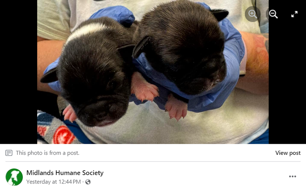 Two of the rescued pupplies