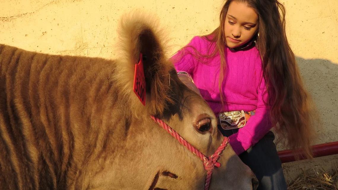 Kendyll Williams, 13, of Hunstville, was especially close to her blind steer, Oatmeal, shown here at the Fort Worth Stock Show.