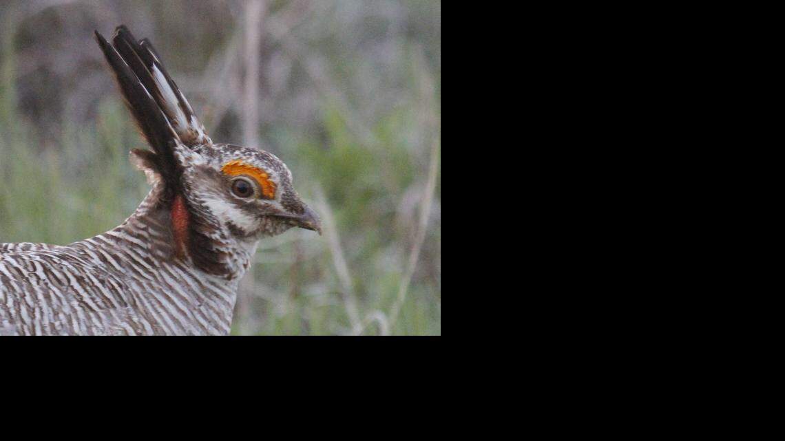 
A male lesser prairie chicken is seen in Edwards County, Kan., April 18, 2012. 
