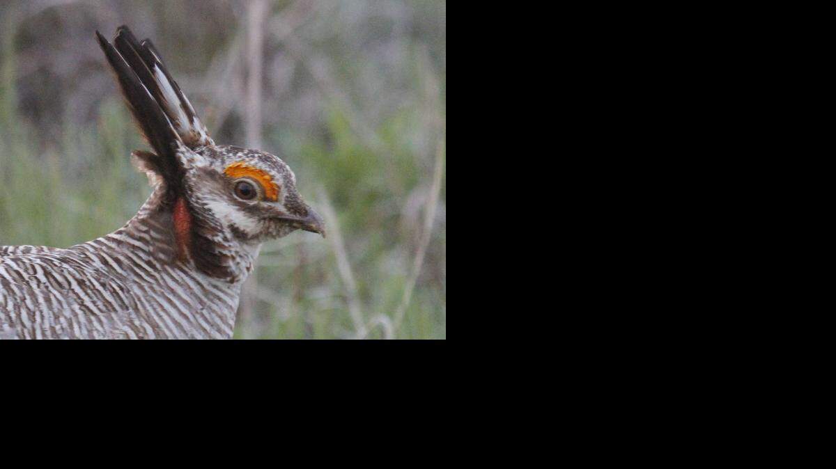
A male lesser prairie chicken is seen in Edwards County, Kan., April 18, 2012. 
