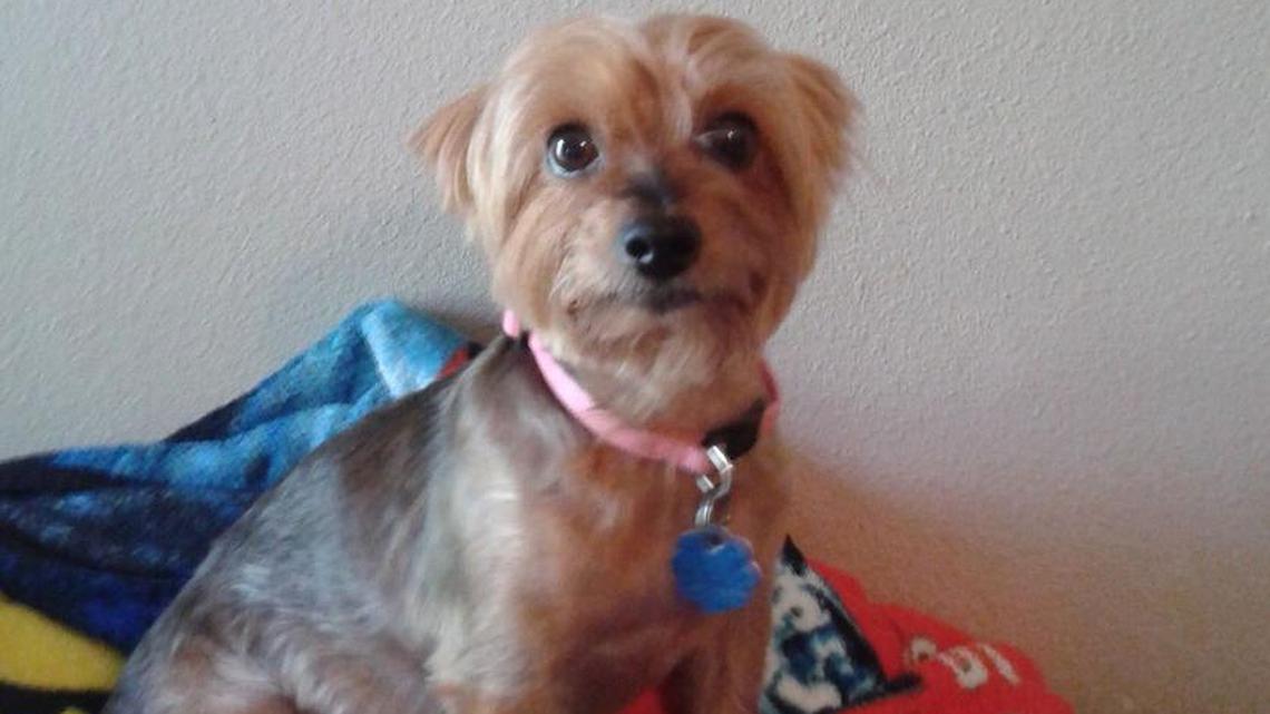 A Texas woman suffered "broken-heart syndrome" following the death of her Yorkshire terrier, Meha.