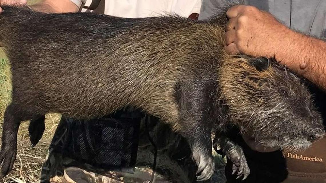 Nutria, a 20-pound rodent with the ability to destroy roads, levees and wetlands, has been discovered in marshlands on the west side of California’s San Joaquin Valley, ranging from near Grayson in Stanislaus County to south of Dos Palos.