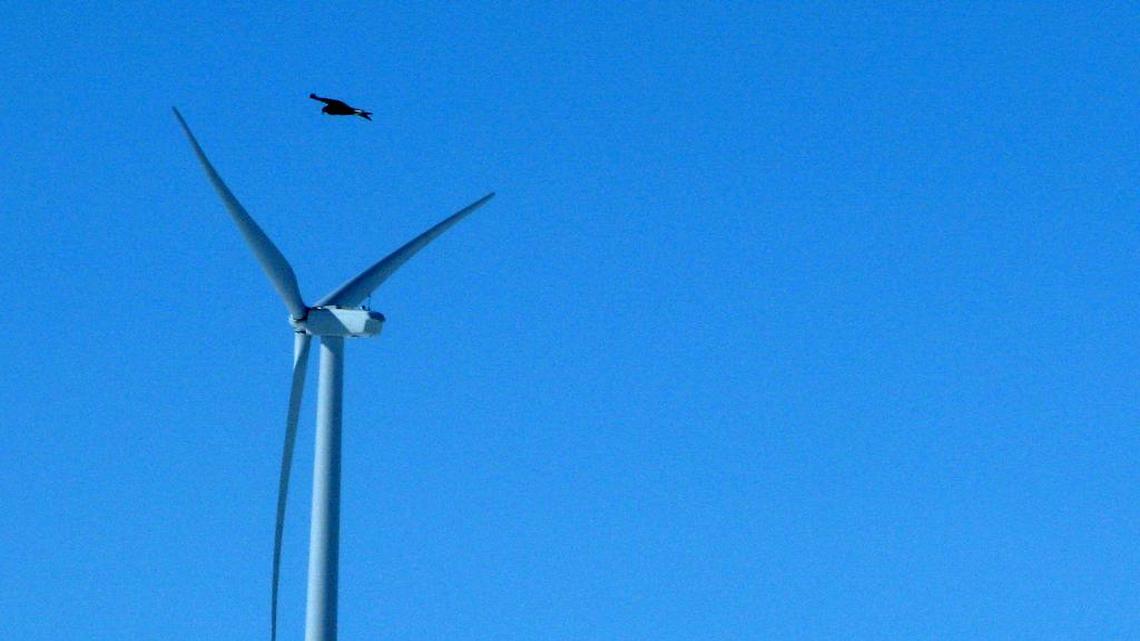 A golden eagle flies over a wind turbine on wind farm in Converse County, Wyo., in 2013. The Obama administration is revising a federal rule that allows wind-energy companies to operate high-speed turbines for up to 30 years, even if it kills or injures thousands of federally protected bald and golden eagles.
