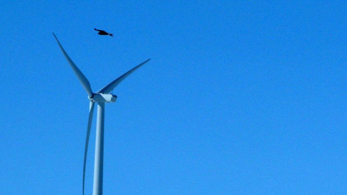 A golden eagle flies over a wind turbine on wind farm in Converse County, Wyo., in 2013. The Obama administration is revising a federal rule that allows wind-energy companies to operate high-speed turbines for up to 30 years, even if it kills or injures thousands of federally protected bald and golden eagles.