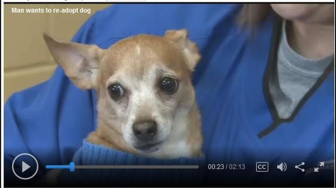 Donors paid this dog’s medical bills at a shelter. Now his ex-owner wants Boris back