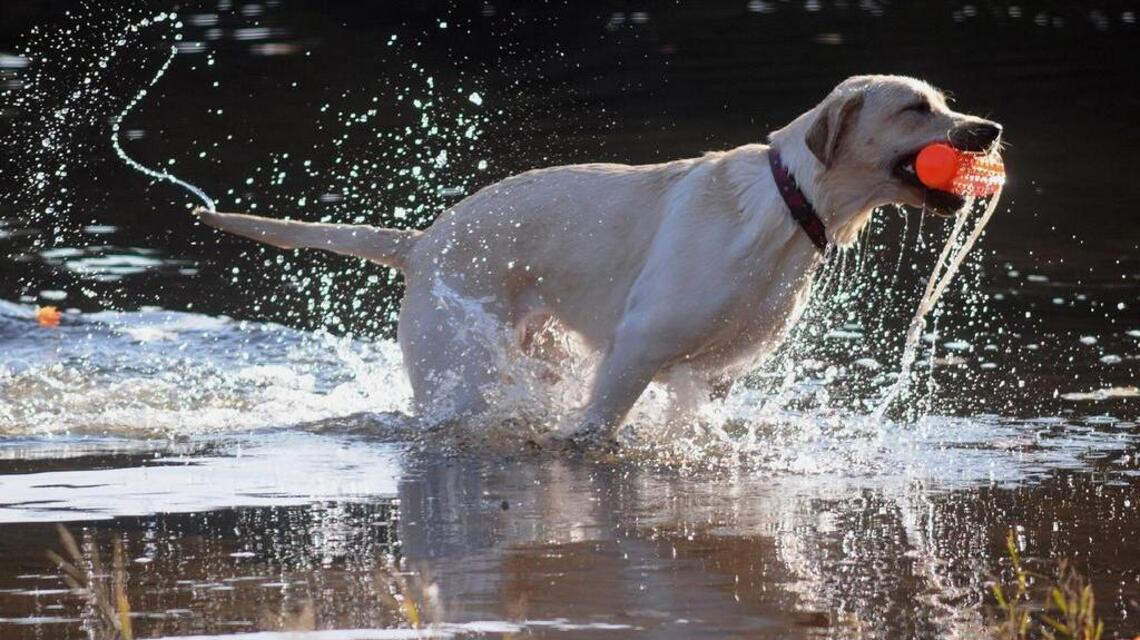 Labrador retrievers still the most popular dog in the U.S.