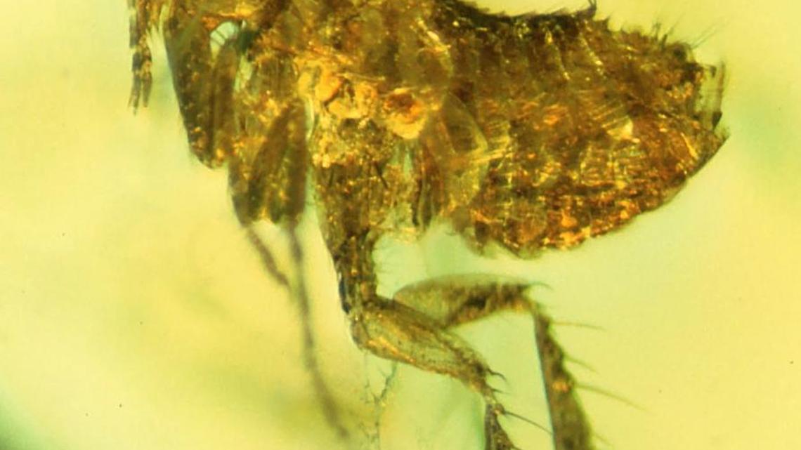 This 20-million-year-old flea may carry evidence of an ancestral strain of the bubonic plague.