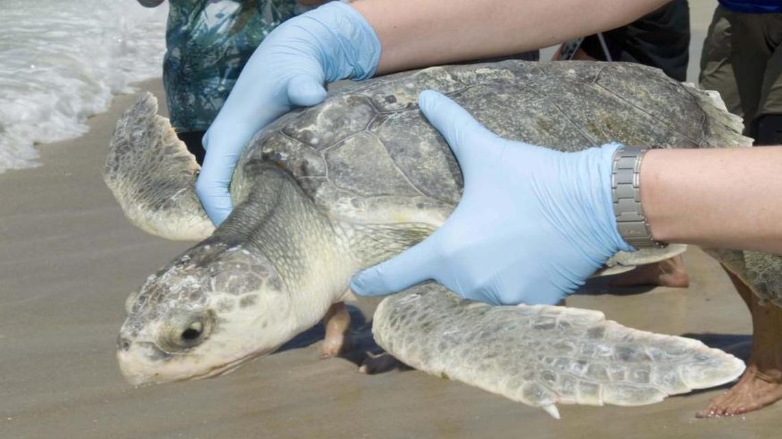 A sea turtle being released back into the Gulf of Mexico in South Walton County, Florida. The turtle had been injured by fishing tackle. The Obama administration on Thursday issued proposed regulations to protect sea turtles in the Gulf of Mexico and the Atlantic from injury in U.S. shrimp nets.