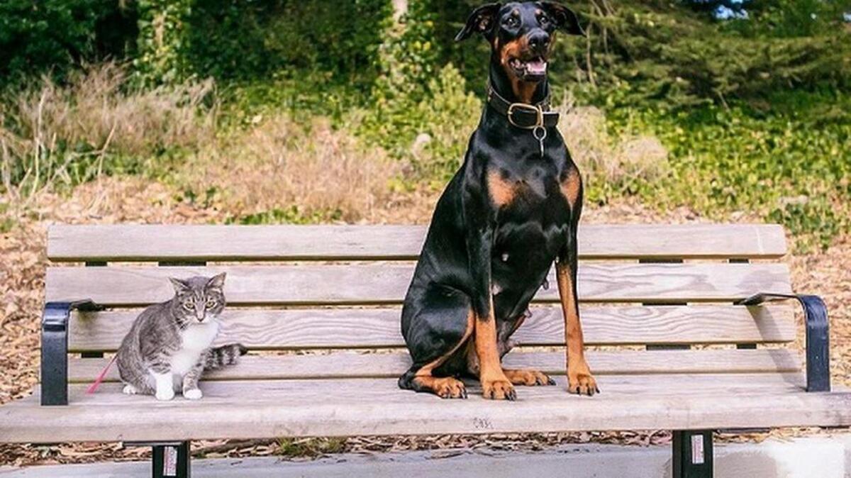 Miss Ivy and Cammy, pets of a Facebook employee on the recruiting team who identifies as both a cat person and a dog person.