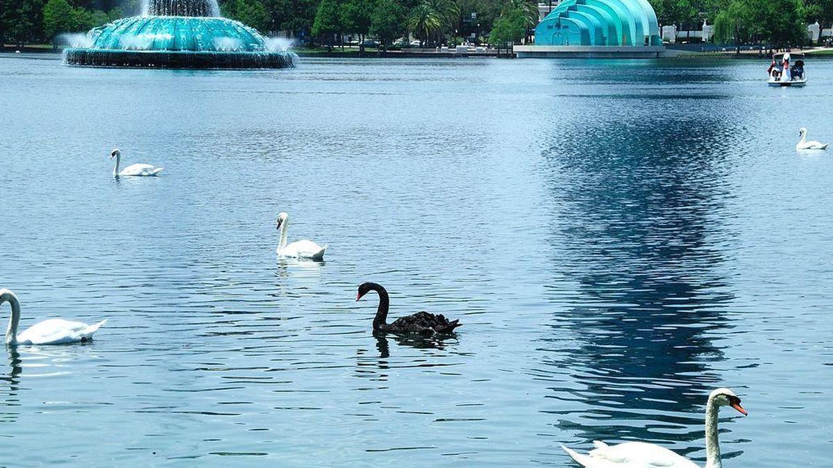 Black and white swans swim on Lake Eola in Orlando, Fla.