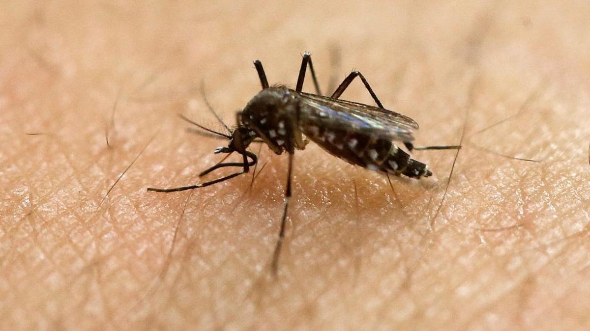 Federal health officials urging doctors in U.S. to test newborns showing signs of the deadly Zika virus. In this Jan. 18, 2016, file photo, a female Aedes aegypti mosquito acquires a blood meal on the arm of a researcher at the Biomedical Sciences Institute in the Sao Paulo's University in Sao Paulo, Brazil.