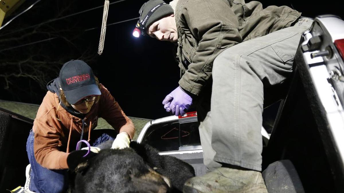 Meaghan Butler, left, collects ticks from a black bear as New Jersey Fish and Wildlife technician Kim Tinnes looks on at the Whittingham Wildlife Management Area weigh station during the first day of a black bear hunt, Monday, Dec. 3, 2012, in Newton, N.J. The hunt aims to control the state's black bear population, now estimated at about 2,900. State environmental officials say New Jersey's two-year-old black bear management program, which includes a hunt, trash management and education, has reduced the bear population and the number of bear-human interactions.