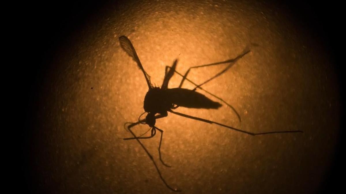 An Aedes aegypti mosquito photographed through a microscope. The mosquito is capable of carrying the Zika virus, although it’s not been found to do so yet in the continental U.S.