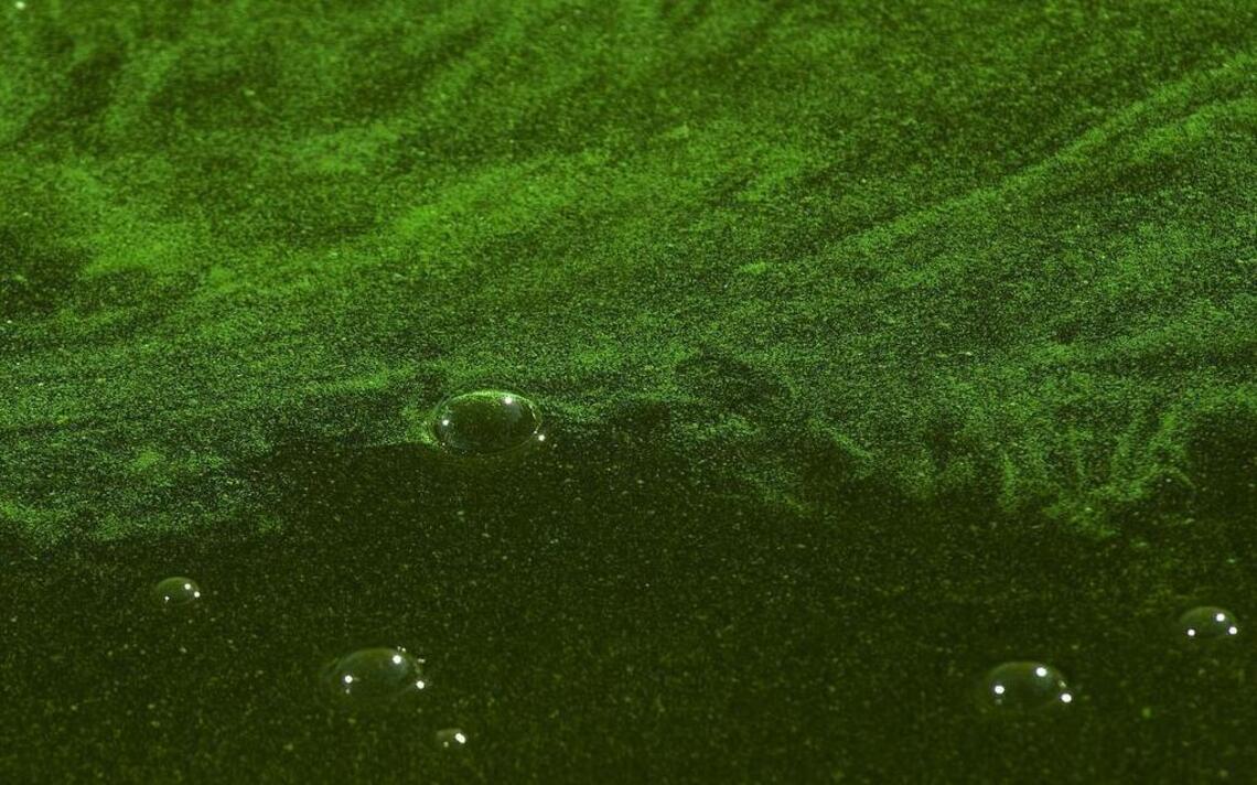 Toxic algae alert: Officials urge public to avoid water at San Luis Reservoir