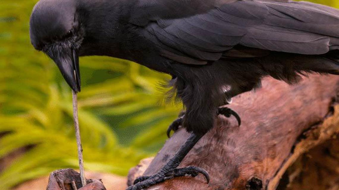 A captive Hawaiian crow uses a stick tool to extract food from a wooden log.