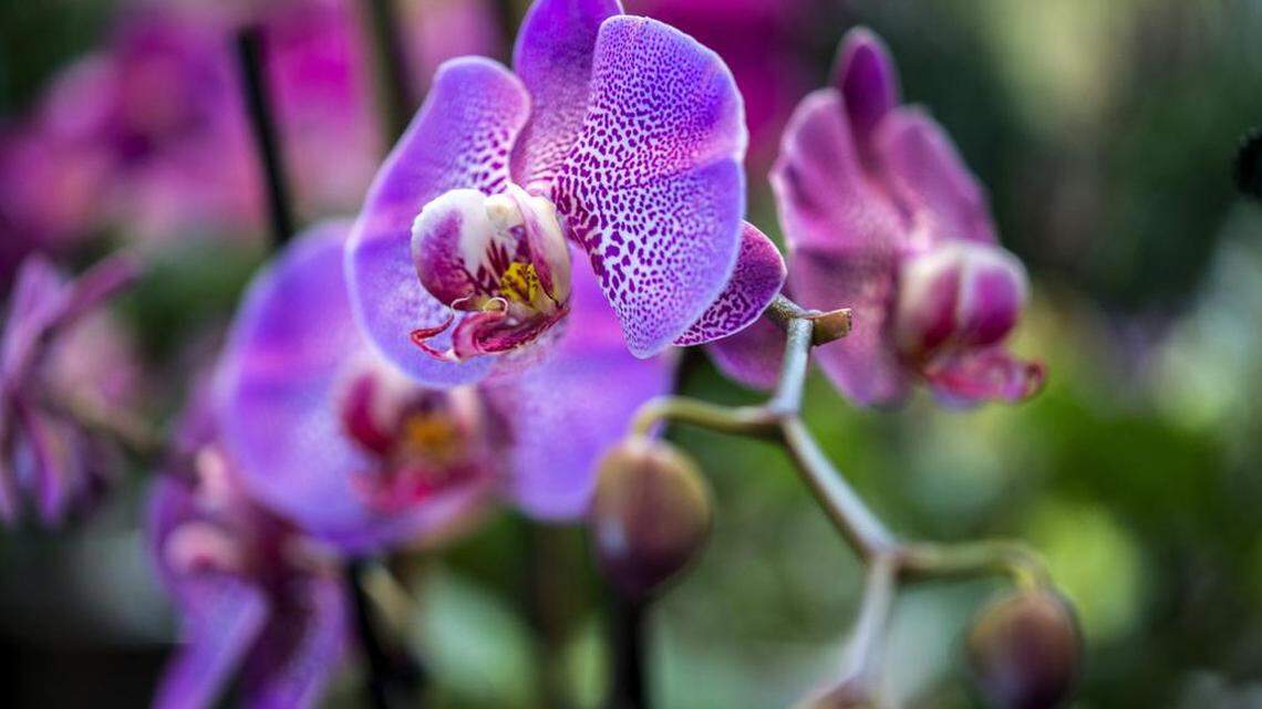 Dash Dream Plant Inc. grows orchids for retail and wholesale buyers.