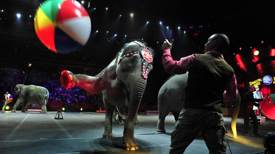 Washington becomes twelfth state to restrict circus animal use. Here’s why