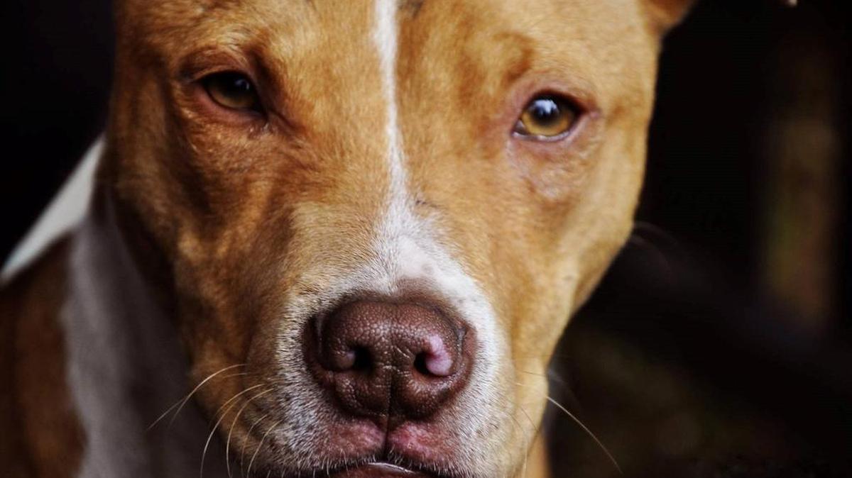 A coroner in Ohio has ruled that a family’s pet dog killed their month-old baby — but two dogs were euthanized to figure out which attacked the child, police say.