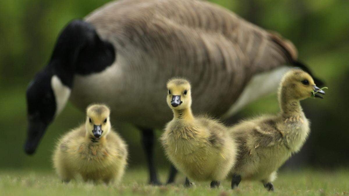Some residents of a Long Island, New York, village want to protect the geese that are covering the town with their droppings, but others say the geese are a health hazard need to go.
