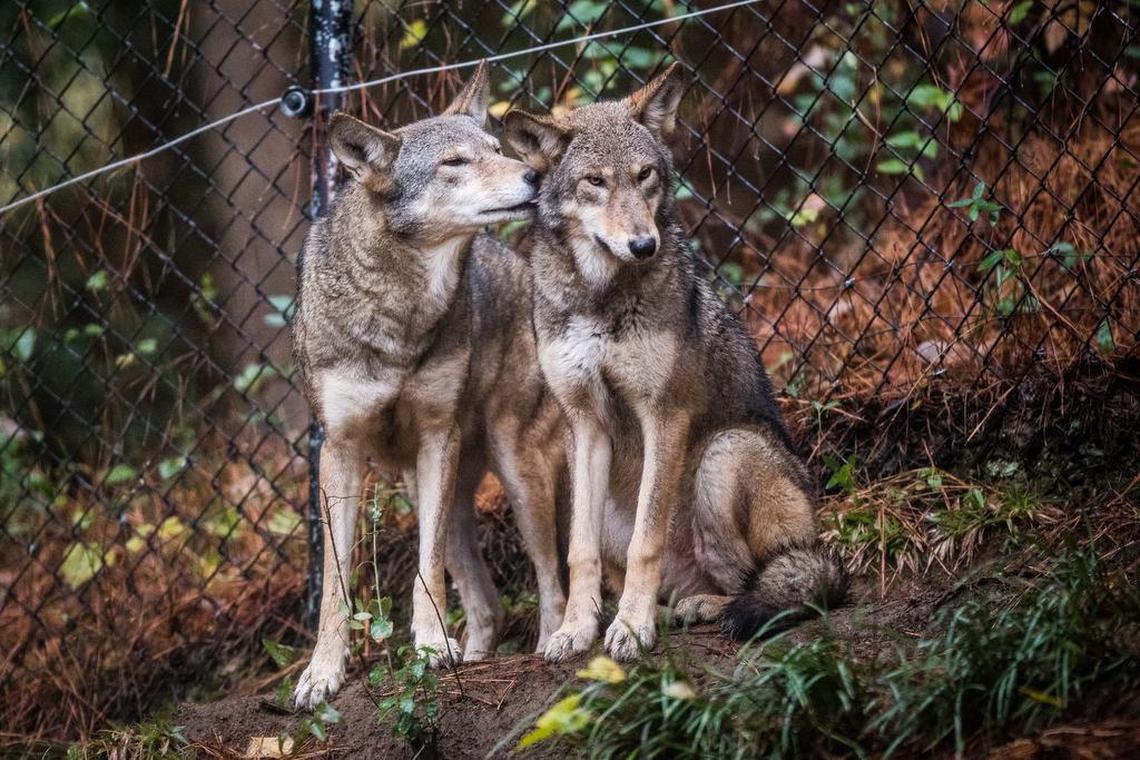 Red wolf pups at the North Carolina Museum of Life and Science.