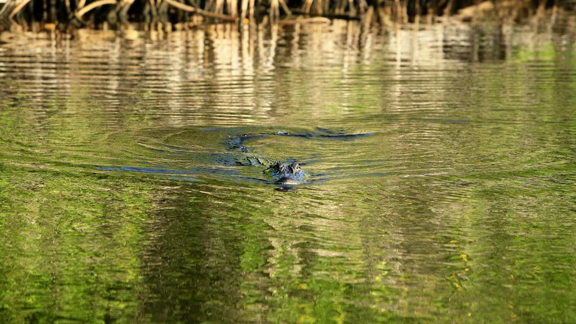 Authorities say a man who may have hidden as officers investigated reports of two suspicious men in a Florida community targeted by recent burglaries was killed by an 11-foot alligator.