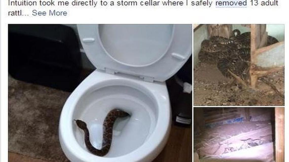 A rattlesnake slithered out of their toilet. Then they found 23 more.