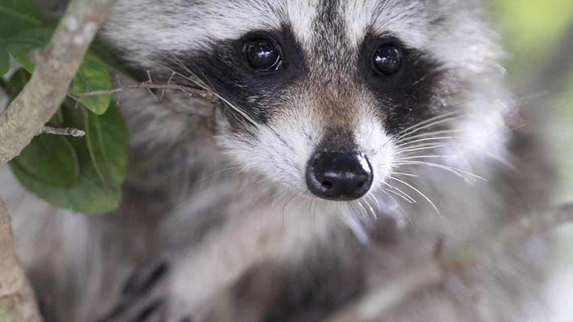 A proposed rule in Indiana would require animal control workers to kill raccoons, opossums and coyotes when they’re caught.