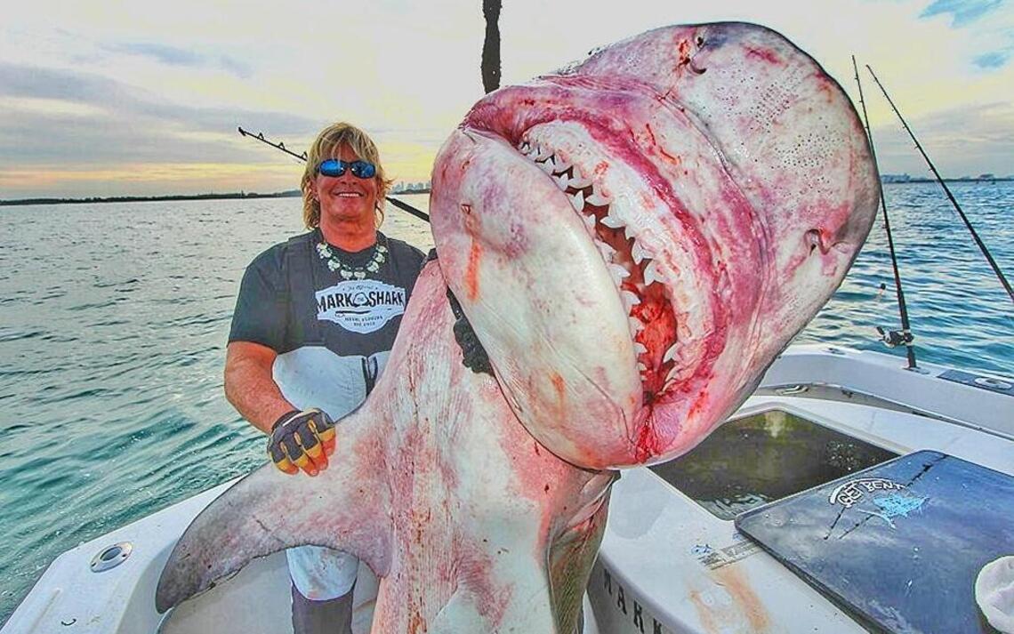 Usually, Mark the Shark’s catches get weighed in pounds. This one gets weighed in kilos