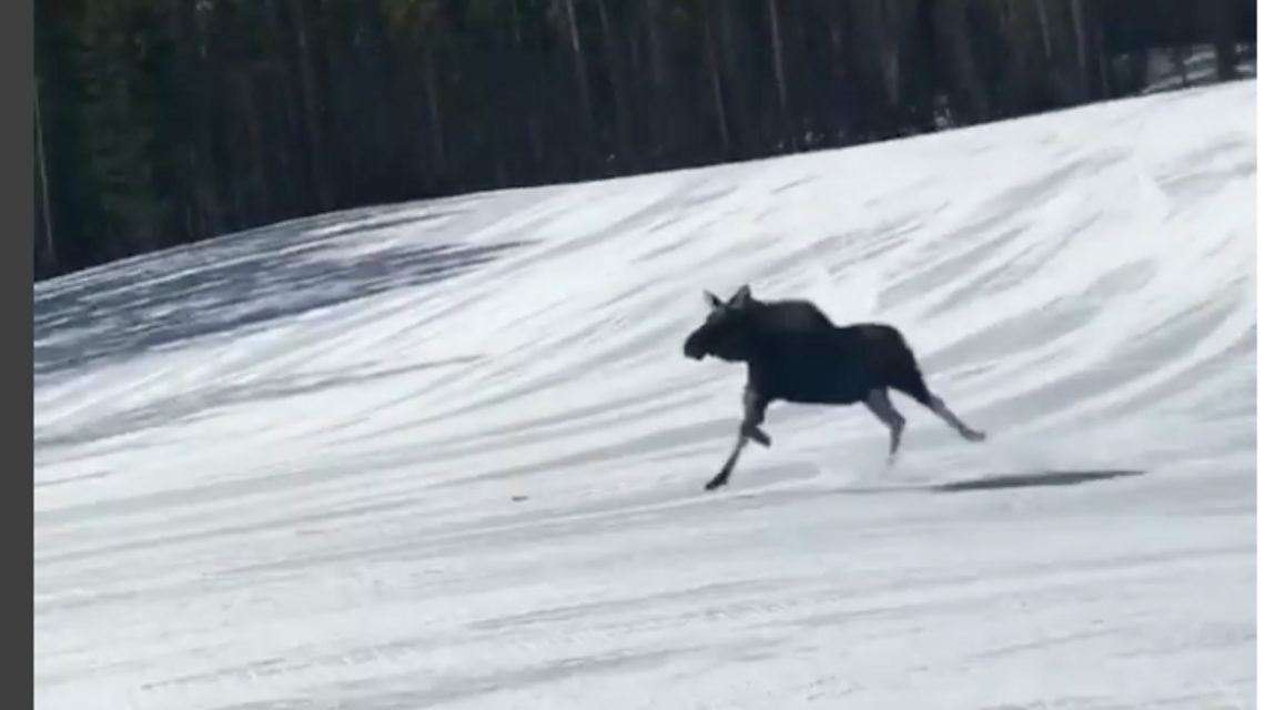 Snowboarder gets an unexpected companion — a moose — on the Colorado slopes