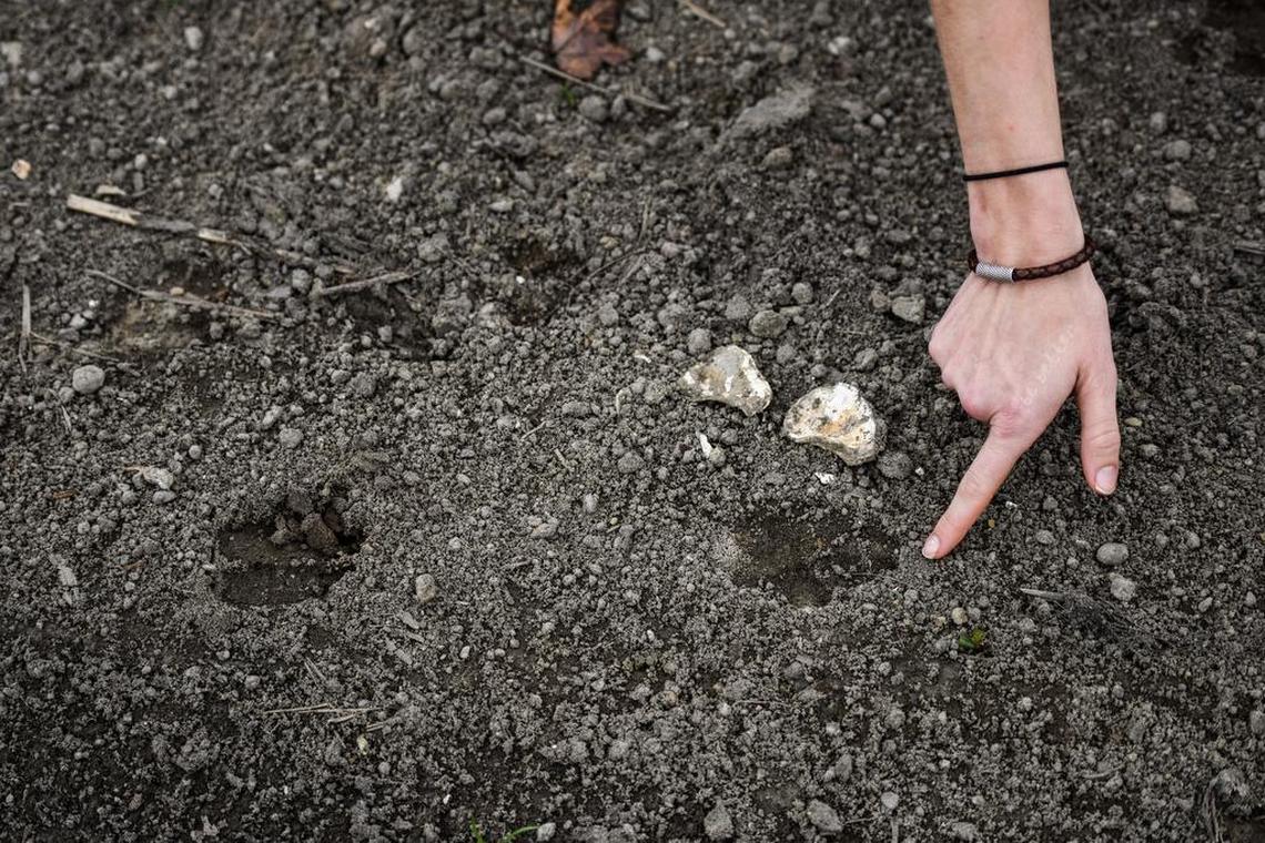 Heather Clarkson from Defenders of Wildlife organization points at red wolf foot prints at the Alligator River National Wildlife Refuge.
