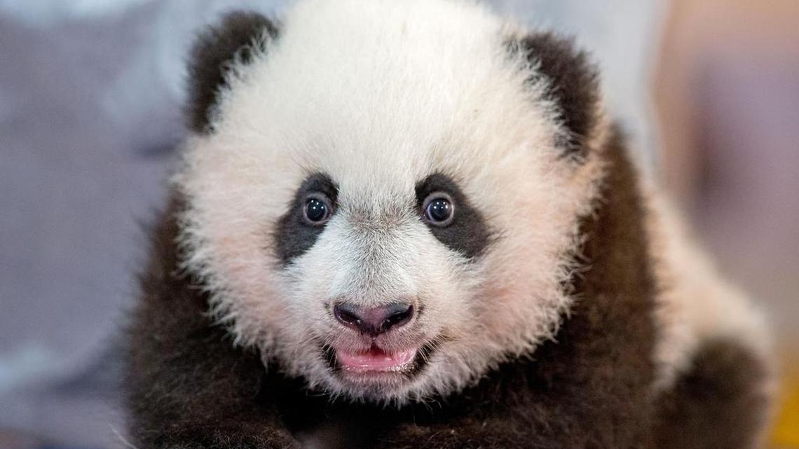 Cuteness personified (so long as you don’t look too closely at those claws): Bei Bei at the National Zoo.