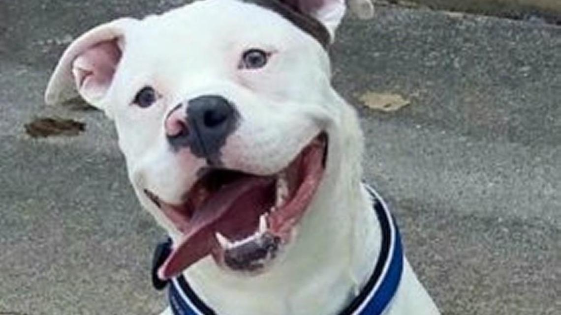Diggy the smiling rescue dog might lose happy new home if he’s part pit bull