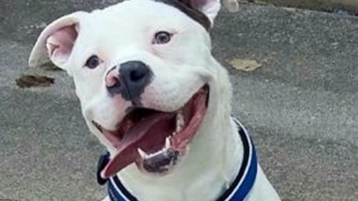 Diggy the rescue dog in Michigan might lose his happy new home because local officials think he could be part pit bull.