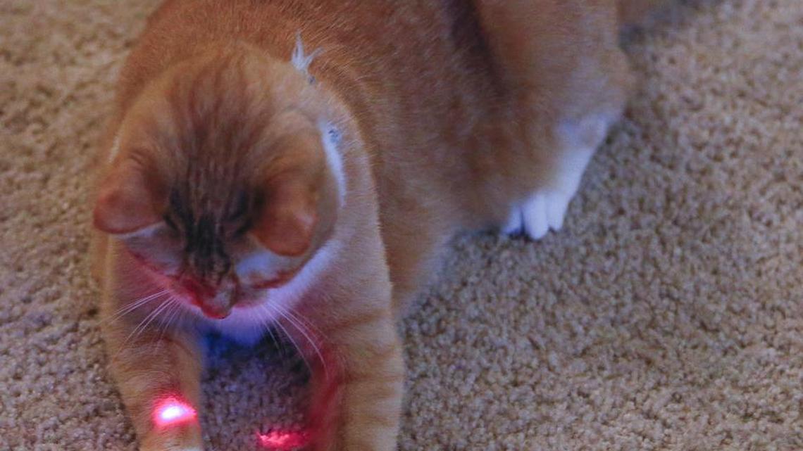 Researchers in Australia are administering personality tests to cats, and they’ve found something interesting: Cats are not too different from us.