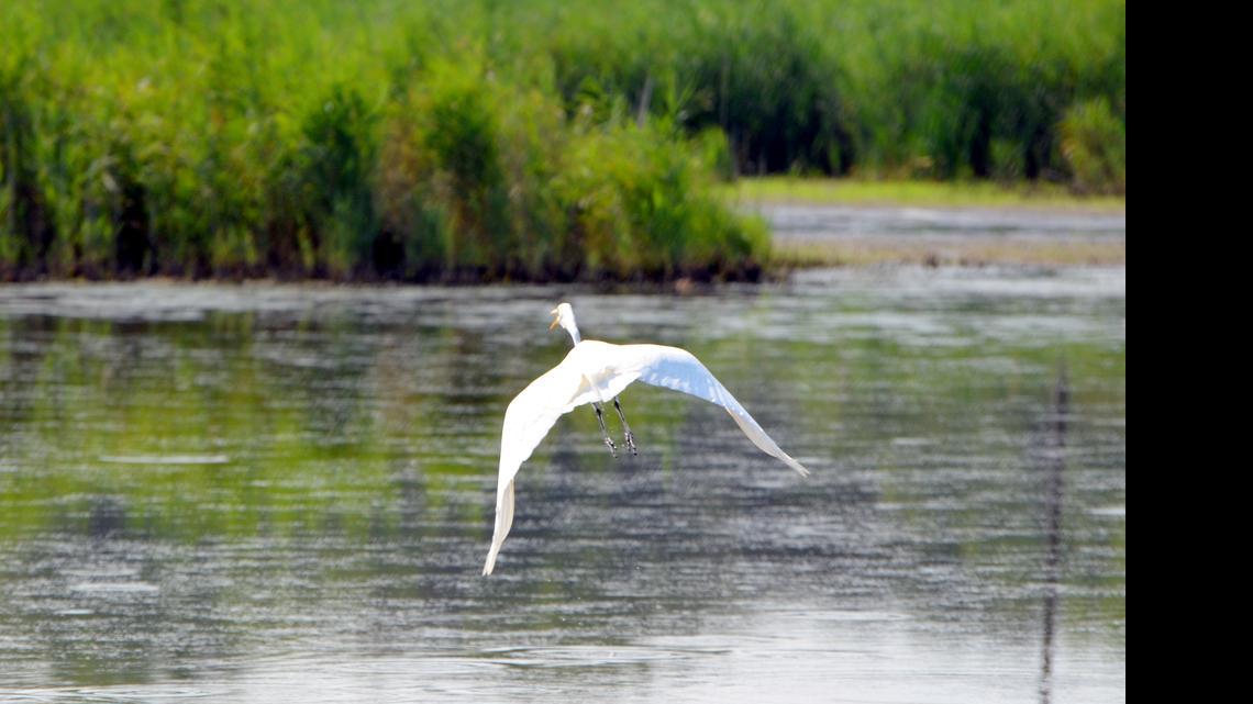
An egret flies above a pond near the Delaware waterway known as Taylors Gut. The pond is southeast of a complex of wetland formations called Delmarva bays that are the kinds of waterways to be affected by an update to the Clean Water Act.
