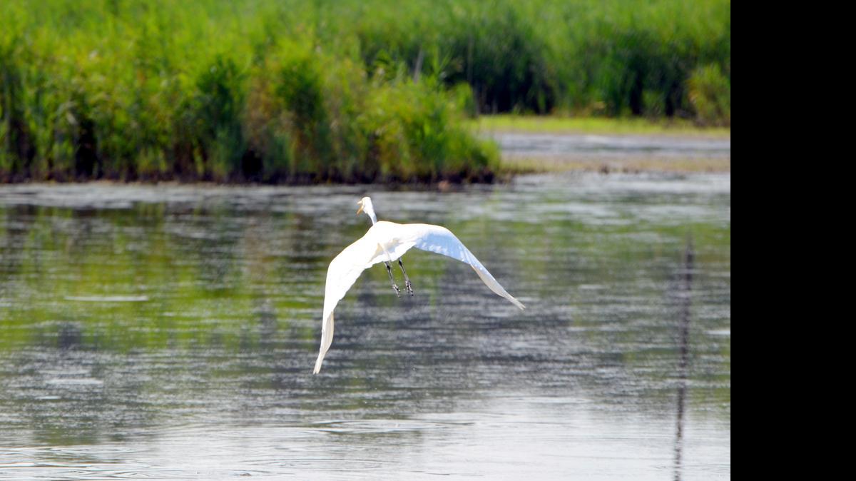 
An egret flies above a pond near the Delaware waterway known as Taylors Gut. The pond is southeast of a complex of wetland formations called Delmarva bays that are the kinds of waterways to be affected by an update to the Clean Water Act.

