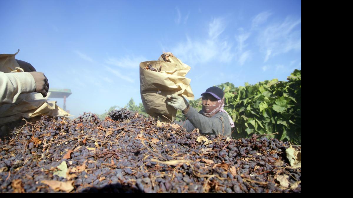 
In this Sept. 24, 2013, photo, farm workers pick paper trays of dried raisins off the ground and heap them onto a trailer in the final step of raisin harvest near Fresno, Calif. The Supreme Court said on June 22, 2015, that a program that lets the government take raisins away from farmers to help reduce supply and boost market prices is unconstitutional. 
