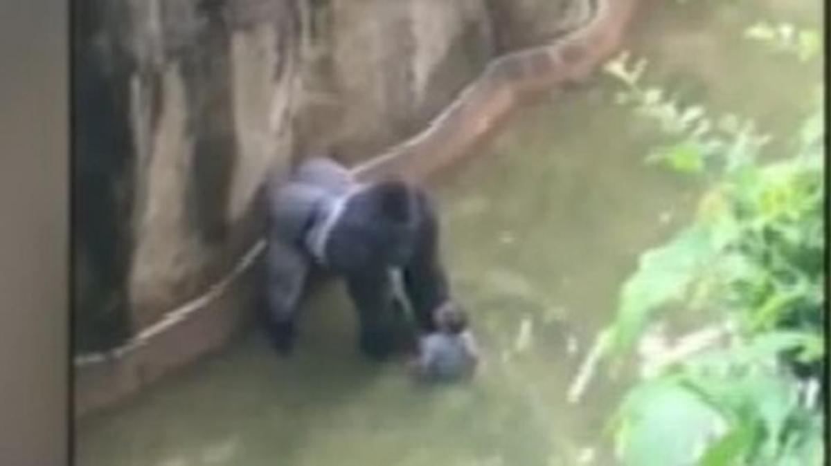 A gorilla at the Cincinnati Zoo interacts with a child who fell into the exhibit. The gorilla was shot and killed by zoo officials.