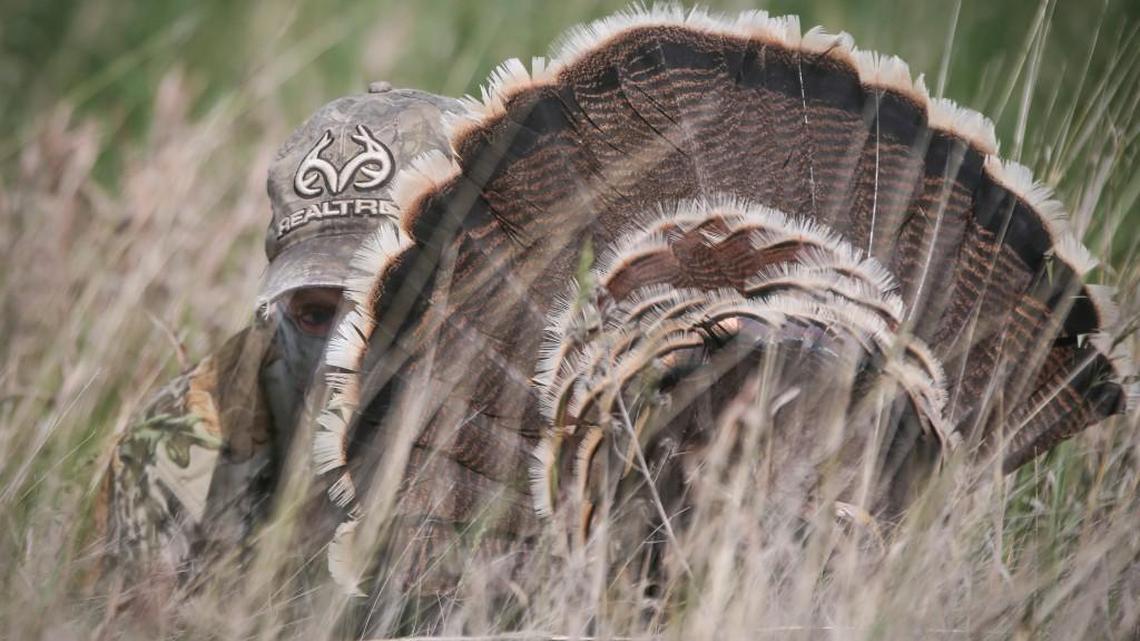 Two turkey hunters, hiding behind a turkey tail fan like this one, were shot by a hunting partner, also hiding behind a fan, on April 12 in southeast Kansas. They mistook the other hunter’s fan for real birds and were stalking each other.