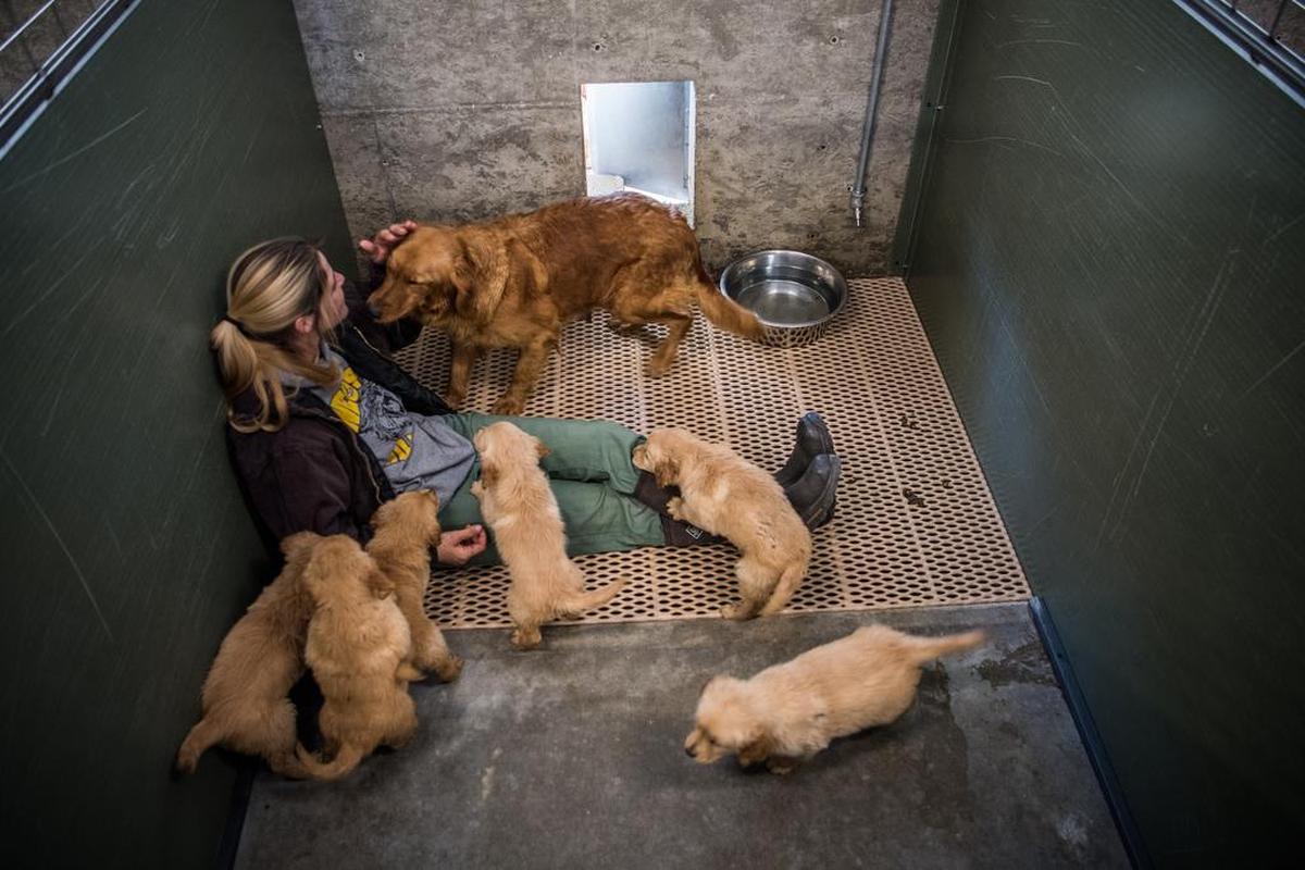 Tara York, a kennel tech, sits with a female golden retriever and her puppies at the Sugarfork Kennels in Goodman, Mo.