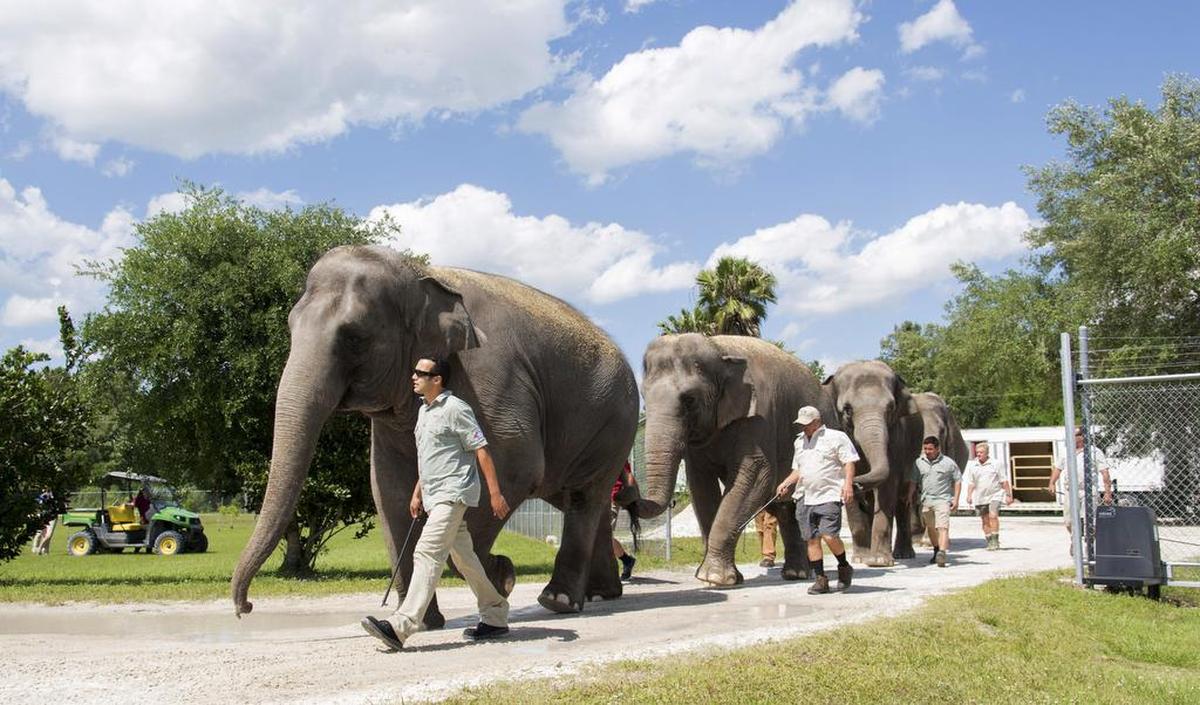 Handlers escort three of the Ringling Bros. and Barnum & Bailey Circus elephants as they arrive at their new home in Polk City, Florida, in 2016.