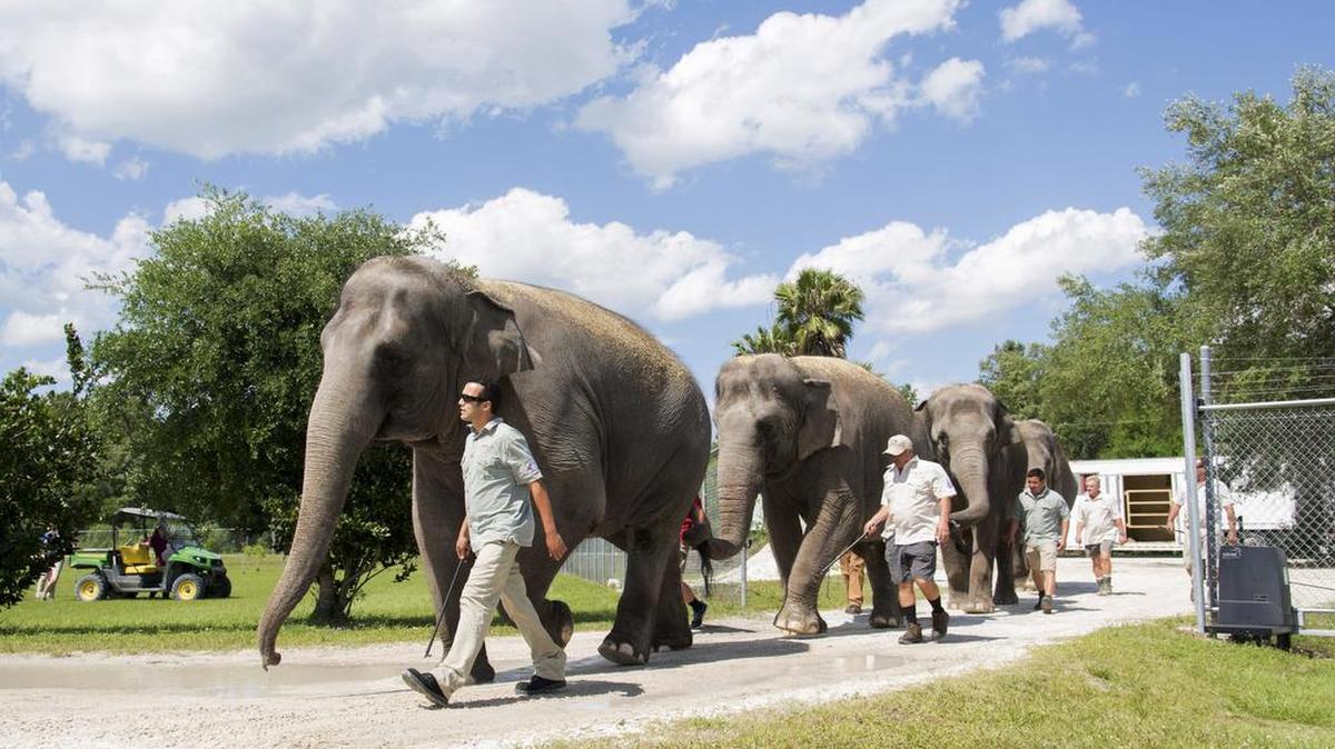 Handlers escort three of the Ringling Bros. and Barnum & Bailey Circus elephants as they arrive at their new home in Polk City, Fla. on Thursday. The Asian elephants will join the rest of the retired herd at the Ringling Bros. Center for Elephant Conservation.