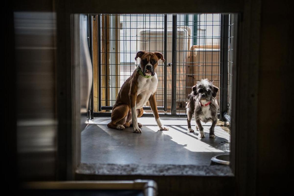 A 9-month-old boxer and 5-year-old dachshund mix are seen at the National Mill Dog Rescue.