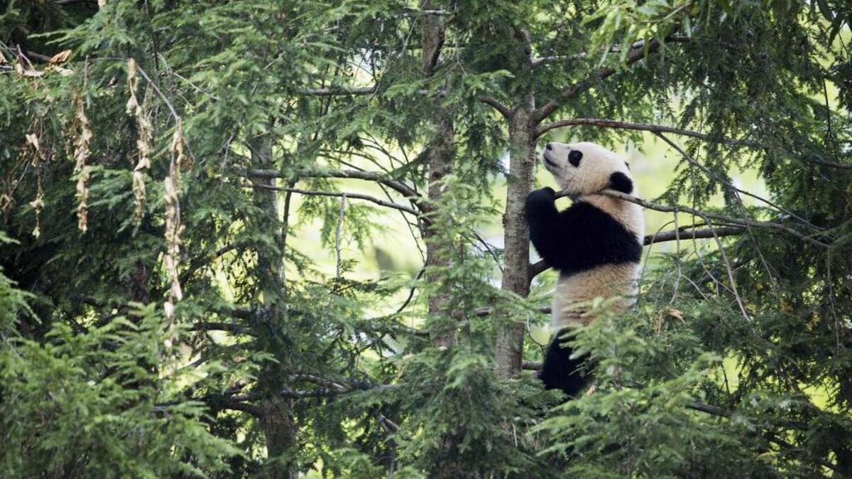 Bao Bao, a giant panda cub, climbs a tree at the Smithsonian National Zoological Park in Washington in 2014. A drive to bring giant pandas to a zoo in Washington state faces many hurdles, experts say.